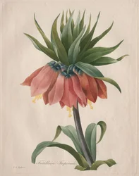 Korona Cesarska Fritillary, 1827.