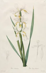 Irys ze złotymi paskami, 1812.
