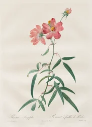 Róże: Rosa Longifolia, 1817-1824.