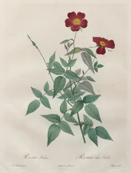 Les Roses: Rosa indica, 1817-1824.