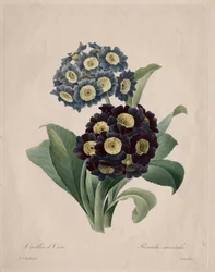 Pierwiosnek uszny, 1827.
