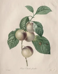 Reine Claude Śliwka, 1827.