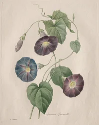 Gwiezdna chwała Poranna chwała, 1827.