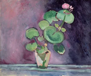 Geranium w doniczce (olej na płótnie)