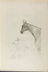 Koń i Collie