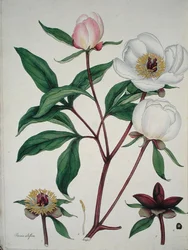 Paeonia Albiflora, z „Repozytorium botanika”, wydana w 1797 r. (kolorowa rycina)