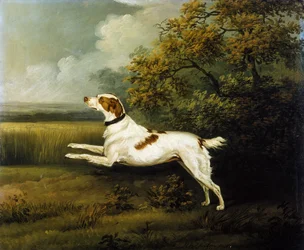Springer spaniel w krajobrazie