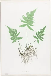 Paprocie Wielkiej Brytanii i Irlandii: Polypodium Phegopteris