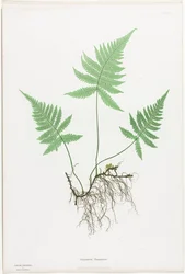 Paprocie Wielkiej Brytanii i Irlandii: Polypodium Phegopteris, 1855-1856.