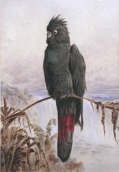 Australijska żałobnica rudosterna