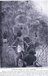 Zabijanie ptaków na bagnach, ok. 1920