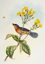 Muchołówka szerokodzioba (Myiagra ruficollis), z Birds of Asia