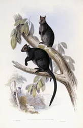 Drzewny kangur