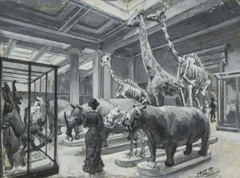 Widok wnętrza Muzeum Brytyjskiego z galerią zawierającą eksponaty zwierząt, ok. 1880