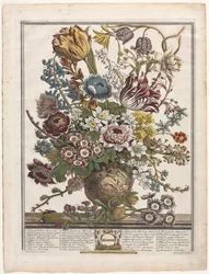 Dwanaście miesięcy kwiatów: marzec 1730.