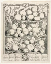 Dwanaście miesięcy owocowania: sierpień 1732.