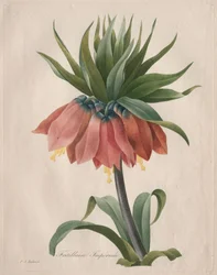 Korona Cesarska Fritillary