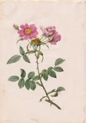 Wzgórze Rosa Monsonian