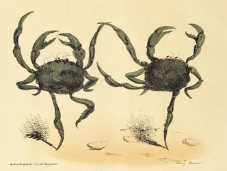 Fantastyczny taniec z La Caricature, wyd. 1831 litografia, 1831.