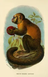 Kapucyn Gładkogłowy, 1896