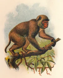 Makak św. Jana, 1897 r.