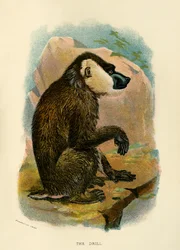 Wiertło, 1896