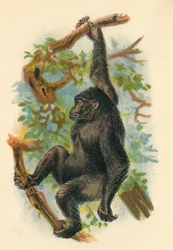 Goryl, 1897