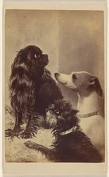 Floss, Daisy  Fairy; Psy Barroness [sic] McClifford. Namalowane przez panią Pointer.