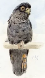 Czarna kakadu, ok. 1890
