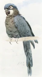 Ara Hiacyntowa, ok. 1890 r.