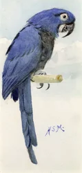 Ara hiacyntowa, ok. 1890 r.