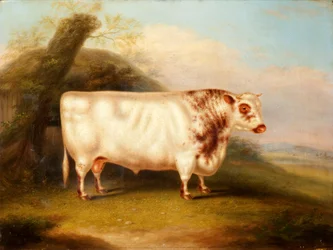 Harlsonia (byk rasy shorthorn), ok. 1855 r.