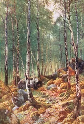 Las brzozowy wiosną, Loch Maree, Ross-Shire (kolorowa litografia)