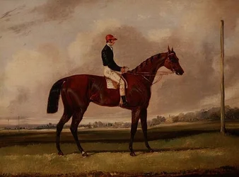 Bay Racehorse z dżokejem na torze wyścigowym