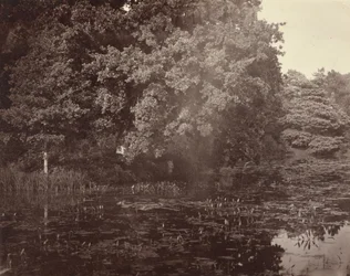 [Staw w parku, Surrey]