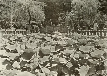 Staw Lotosu, 1910.