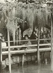 Arbor Wisteria w Kameido, 1910.