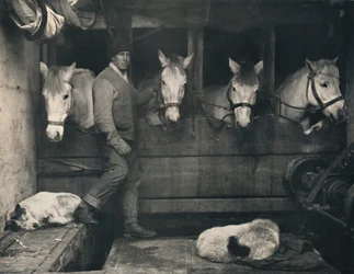 Kapitan Oates na Terra Nova z kucami syberyjskimi, c1911, 1914.
