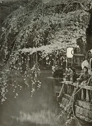 Czas kwitnienia wiśni w Japonii, 1910.