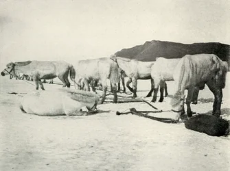 Kucyki spętane na lodzie morskim, c19101913, 1913