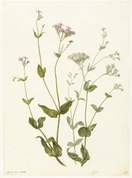 Senna pęcherza i Lepka Catchfly Rode en witte Viscaria z pekanjer