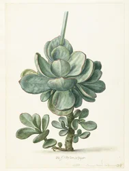 Roślina sukulentowa (Cotyledon orbiculata?)