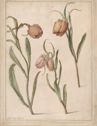Studium Trzech Fritillaries, 1683.