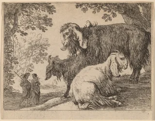 Owca angora