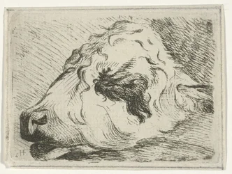 Głowa cielęcia, z profilu, wsparta na belce