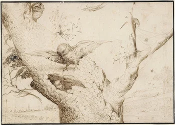 Eulennesta. 1505-10