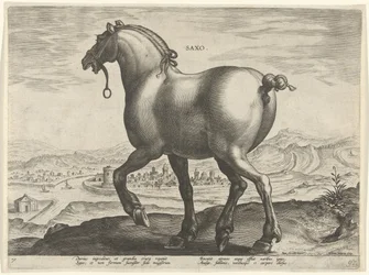Koń z Saksonii Saxo (tytuł na obiekcie) Rasy koni z Królewskich Stajni Don Juana Austrii (tytuł serii) Equile Ioannis Austriaci Caroli (tytuł serii)
