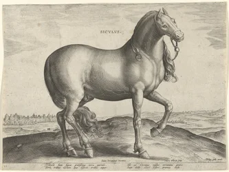 Koń z Sycylii (Siculus) Sicvlvs (tytuł na obiekcie) Rasy koni z Królewskich Stajni Don Juana Austrii (tytuł serii) Equile Ioannis Austriaci Caroli (tytuł serii)