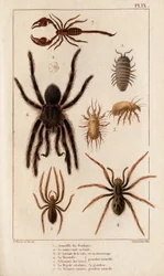 Amardille ze sklepów, Saskopta świerzbu, Tarantula, Araignee parszywek, Mygale, Skorpion.