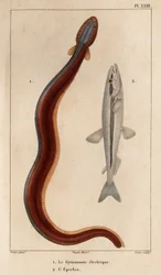 Elektryczny Gymnonote i Smelt.” Fauna des Mdecins czyli historia zwierząt i ich produktów autorstwa Hippolyte Cloquet” - Tom 6 - 1825.